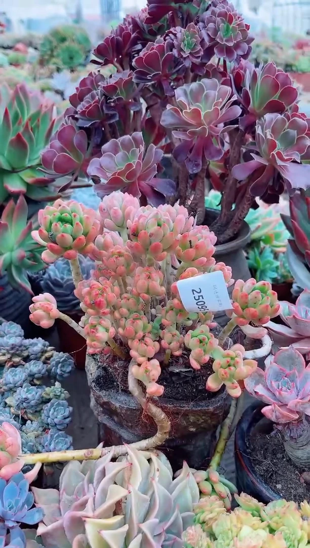 香****）26095多肉植物一物一拍