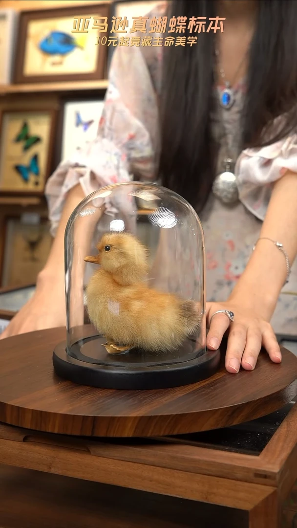 动物标本摆件竞拍a73