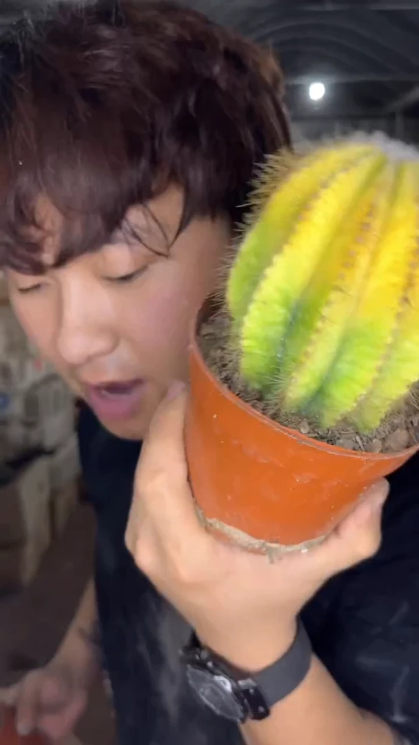 3颗 银光锦【带根】6-8cm