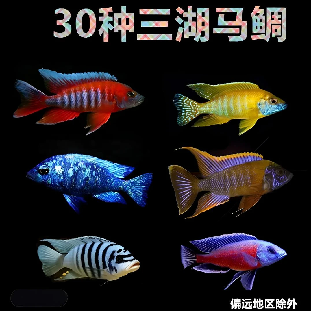 包邮三湖慈鲷坦马维马雕群游混养易岩栖观赏鱼淡水观赏鱼好新手鱼