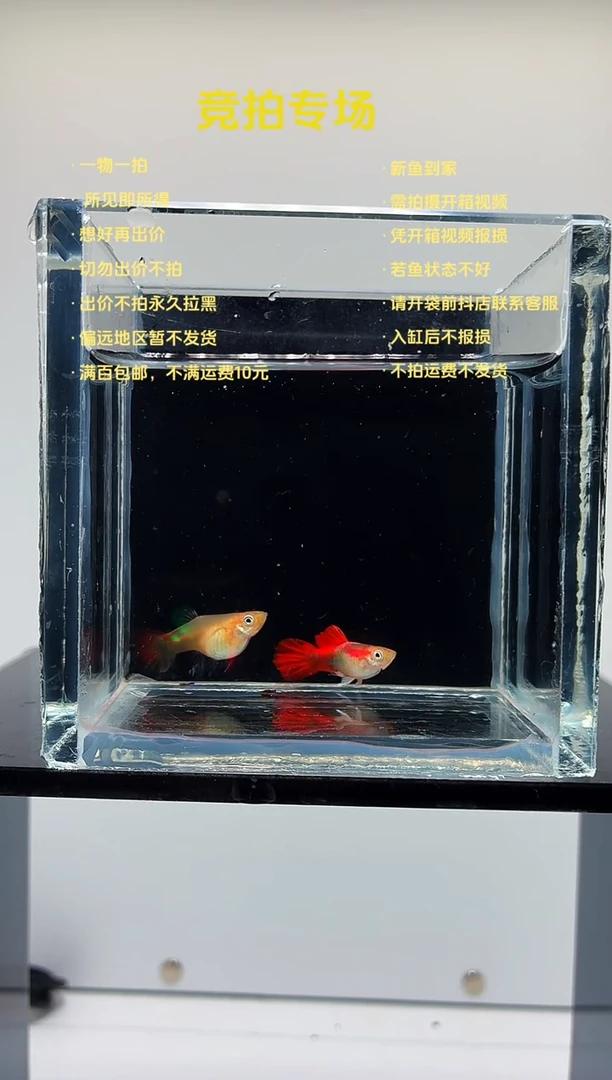 孔雀鱼黄爆球一对-18