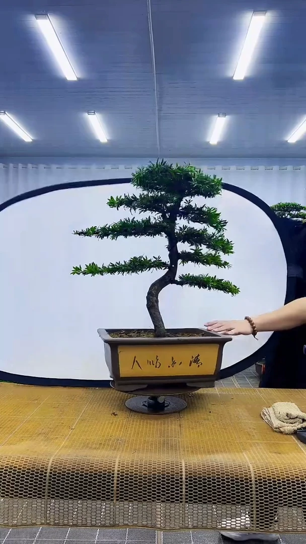 小***己000000000000000000