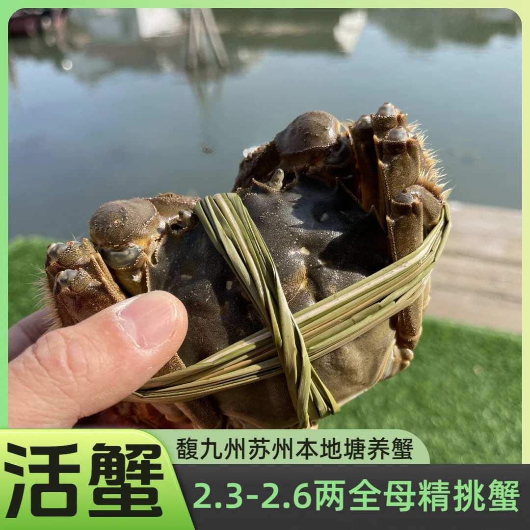 【活蟹】鲜活全母2.3-2.6两10只/8只大闸蟹可选 馥九州苏州本地塘养蟹鲜活螃蟹