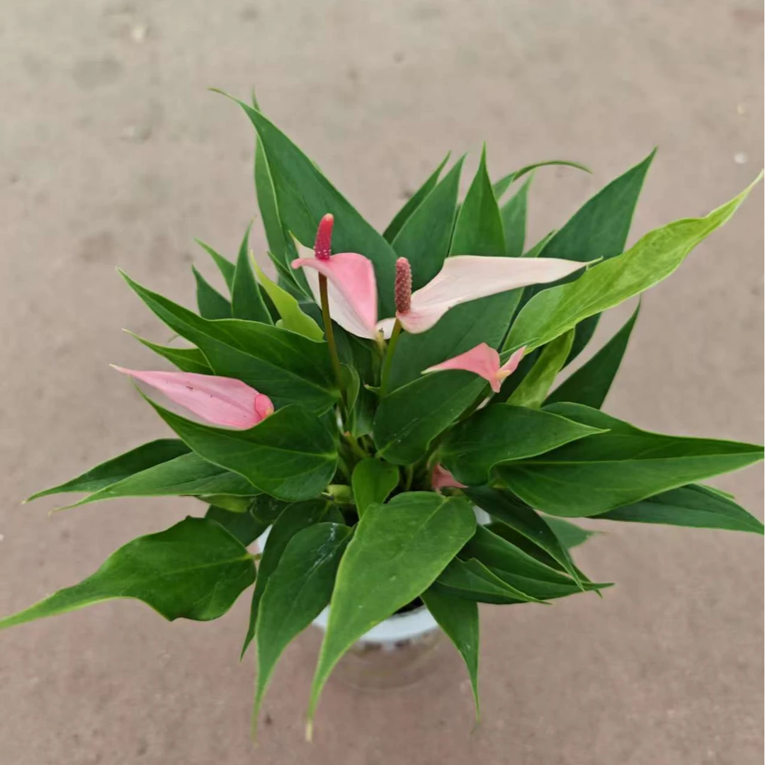 【莉莉】粉掌室内好养四季开花带吸水懒人盆