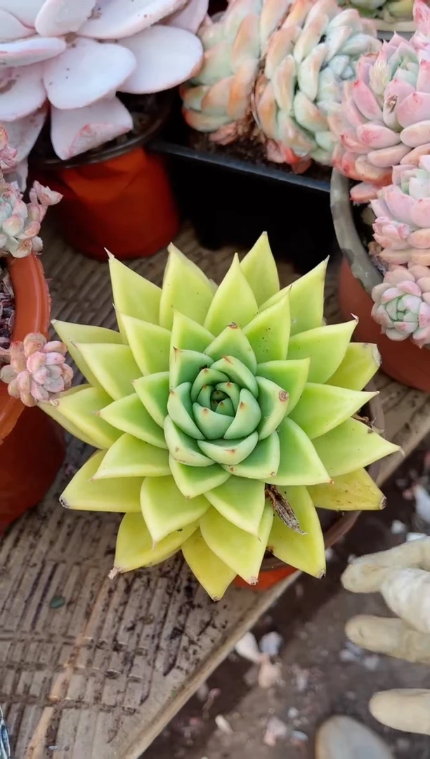 【闪购商品】09122