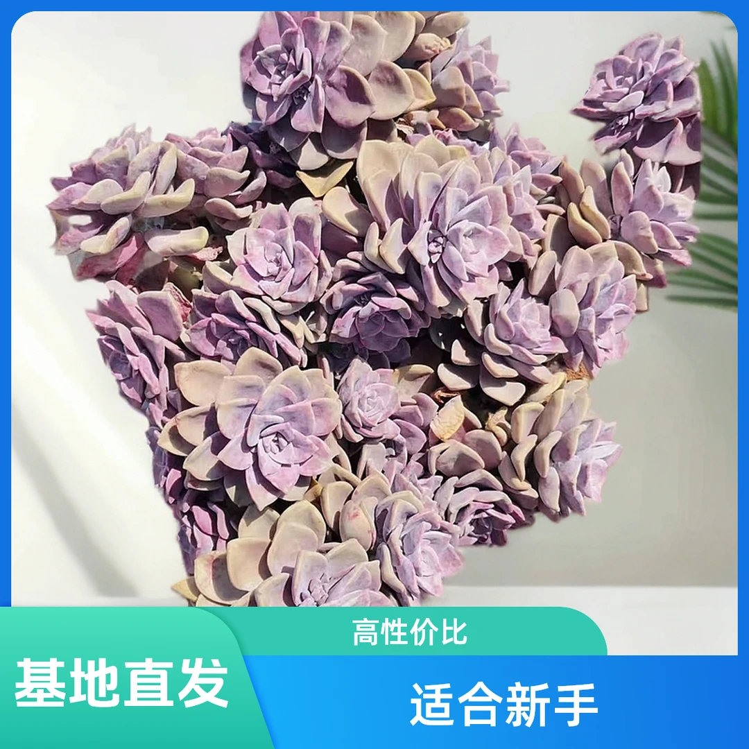 挚爱 超大巨无霸紫乐 【需要收缩打包展开尺寸40公分起不带盆土】