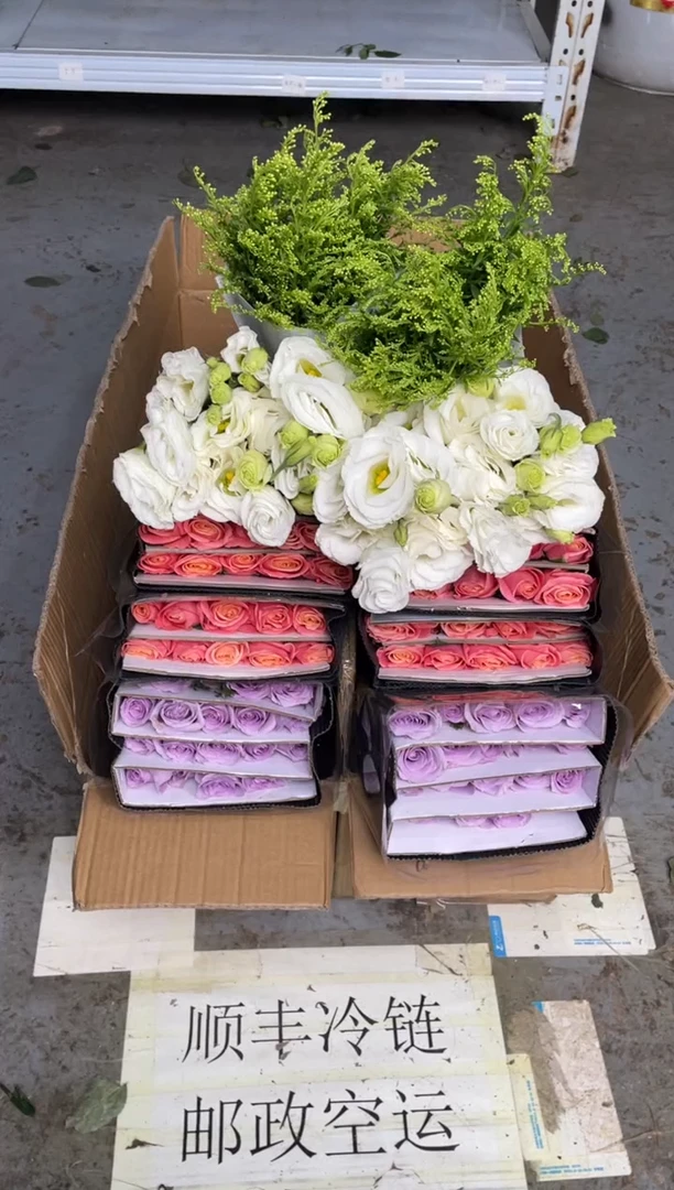 海洋之歌20枝+朱小姐20枝+白桔梗400克+黄莺