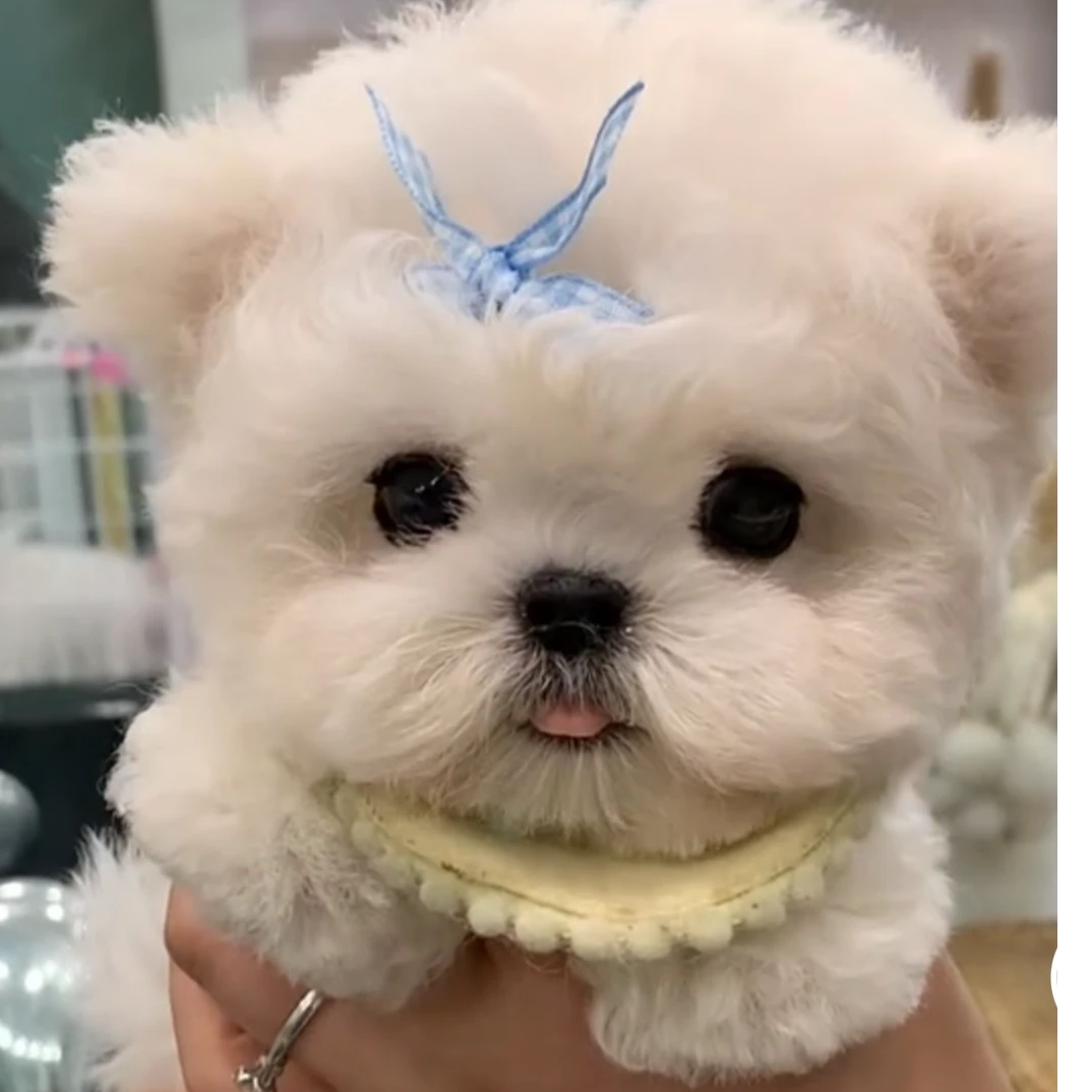 精品韩版立耳泰迪熊