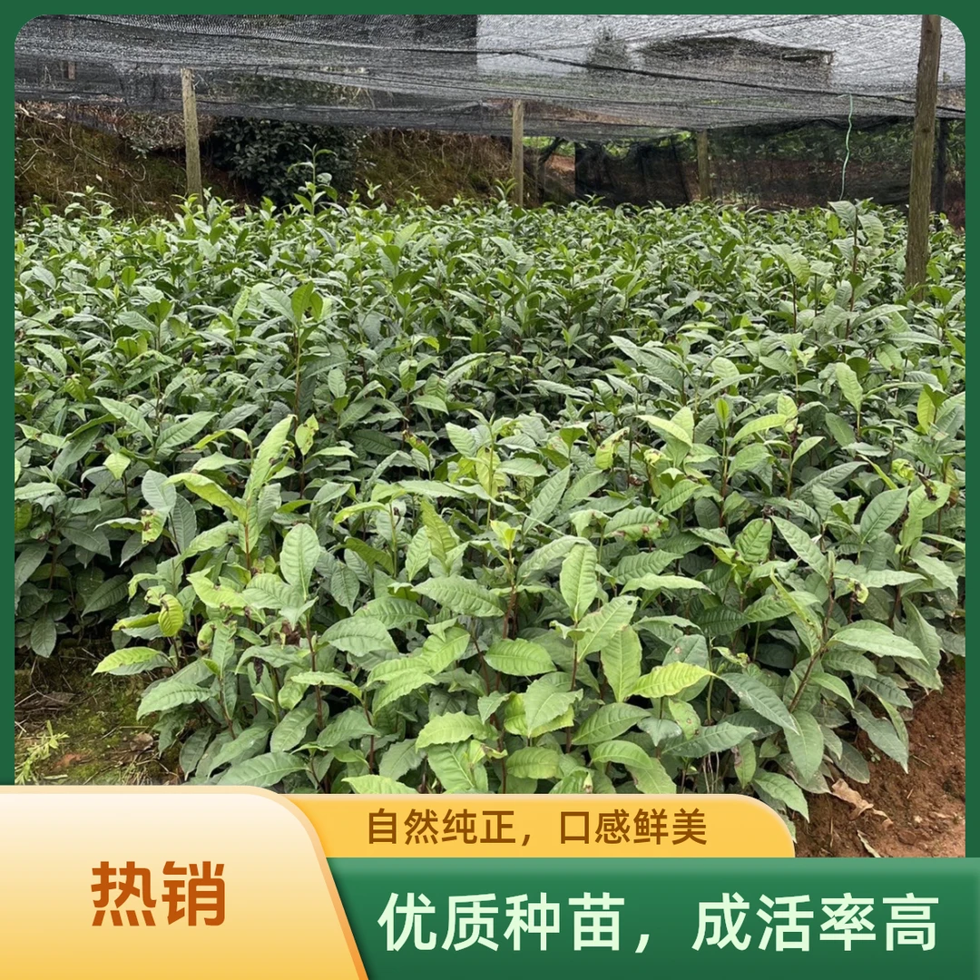 云南大叶种茶树苗  两年苗  三年苗  五年苗  福袋链接1棵装