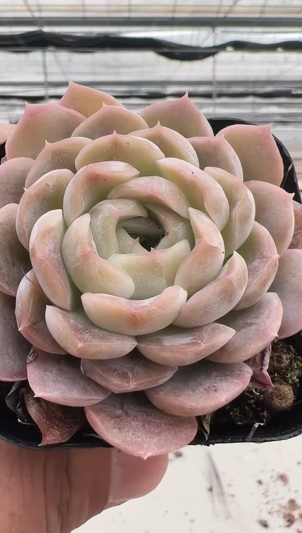 【闪购商品】新款多肉-62