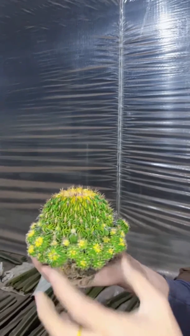 【闪购商品】星巴克【锦】9-12cm