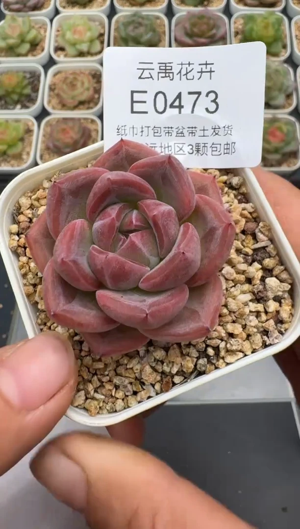 473E云禹多肉植物 带盆土纸巾打包 3颗包邮
