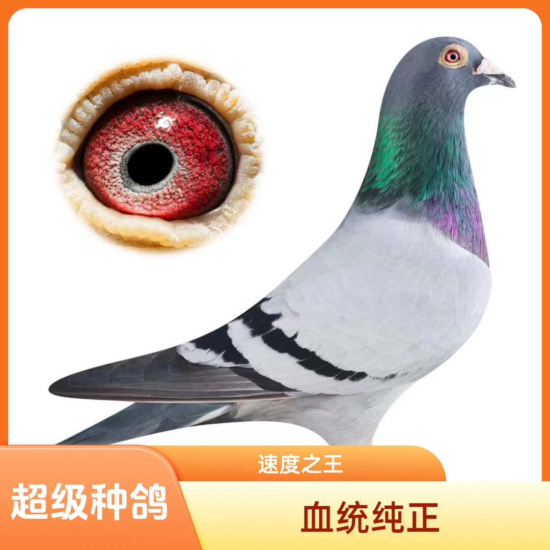 小浩金碧赛鸽信鸽鸽子  直播间专用