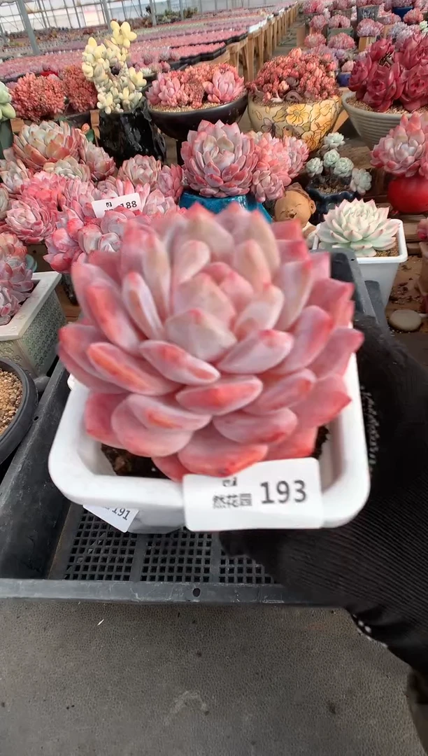193韩橙多肉植物一物一拍