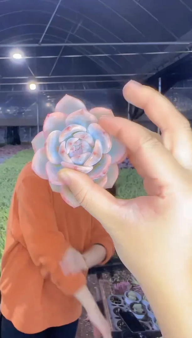 梦露锦 8