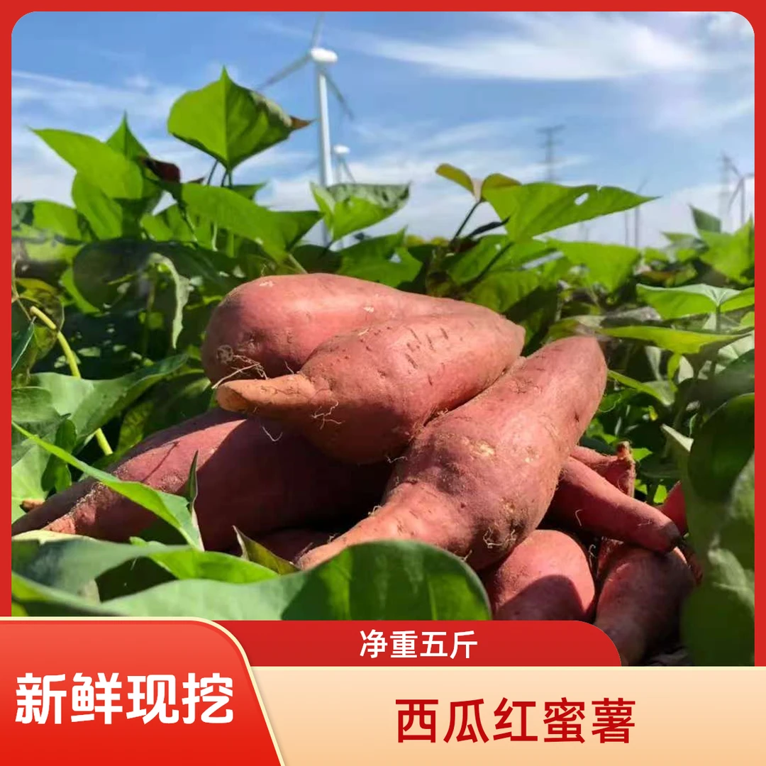 【新鲜现挖】河南西瓜红蜜薯软糯香甜新鲜番薯蜜薯地瓜