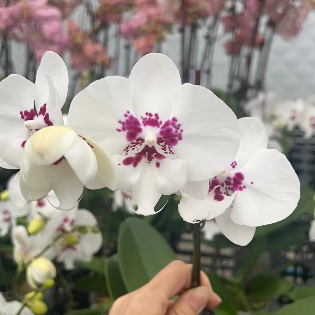 【微瑕】踏雪寻梅2花剑带花3.0
