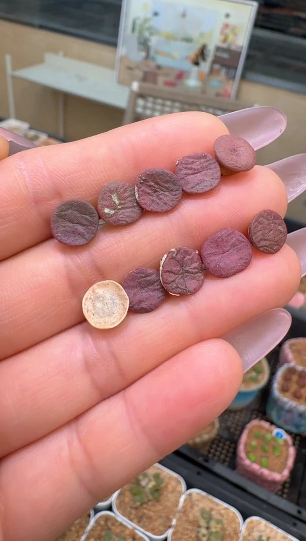 28-30多肉植物肉锥一颗