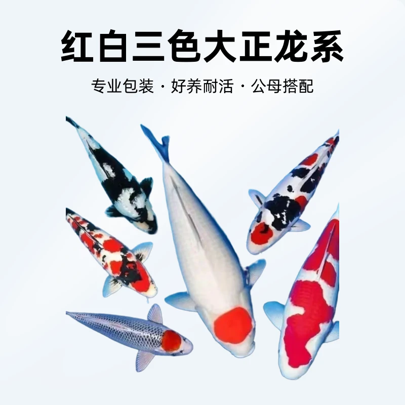 红白 大正 丹顶 昭和 孔雀 丹顶大正 德系红白大正 顺丰包邮包活