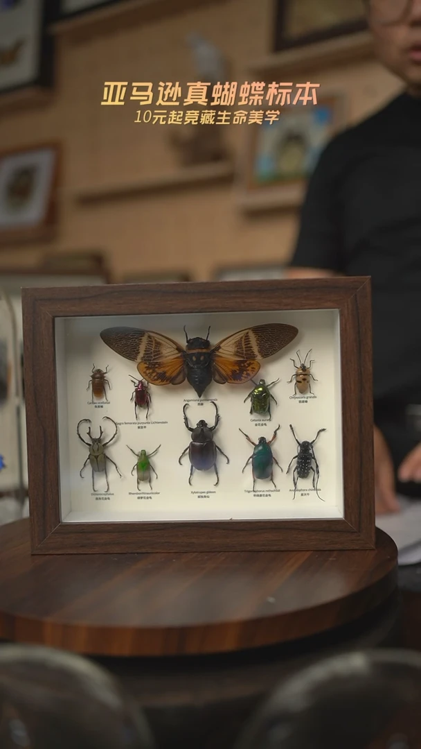 有机玻璃10昆虫组合科普版8寸复古框