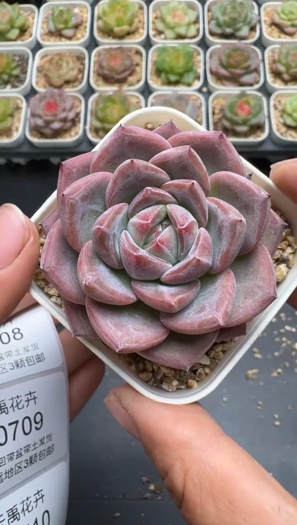 706E云禹多肉植物 带盆土纸巾打包 3颗包邮