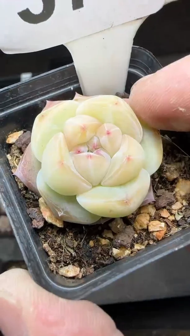 【闪购商品】一物一拍0222—371