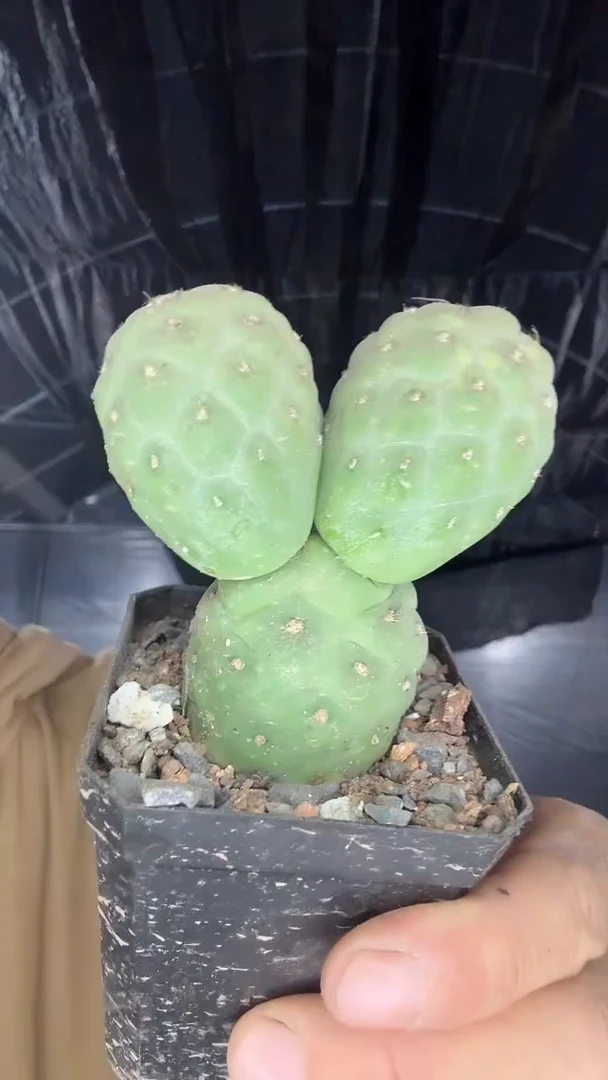 自根习自野米奇头39.99