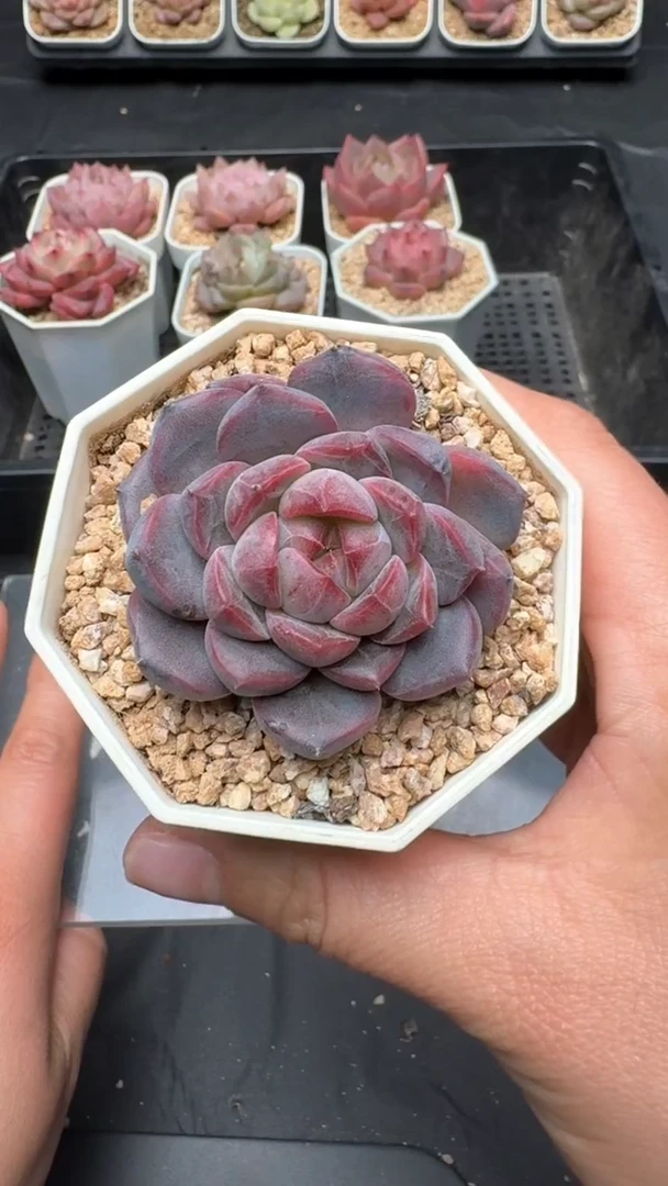 【闪购商品】055号珍妮多肉一物一拍3单包邮