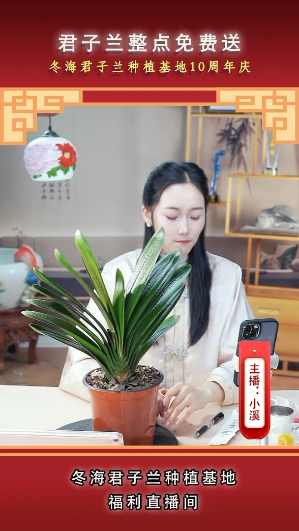 当前无花朵，栽培后可花朵芙*?君子兰