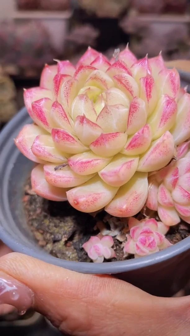 【闪购商品】478超女多肉