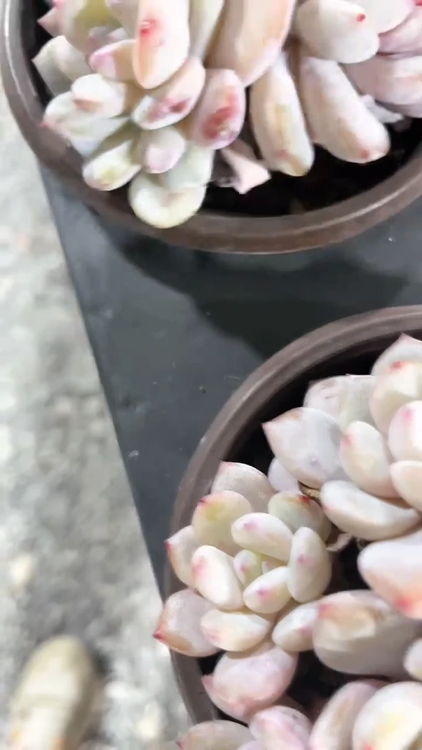 【闪购商品】534三颗多肉