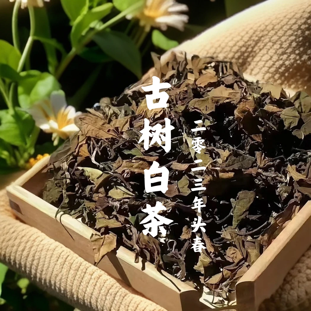 【支书严选】2023年头春 邦旭一芽二叶 大叶种古树白茶
