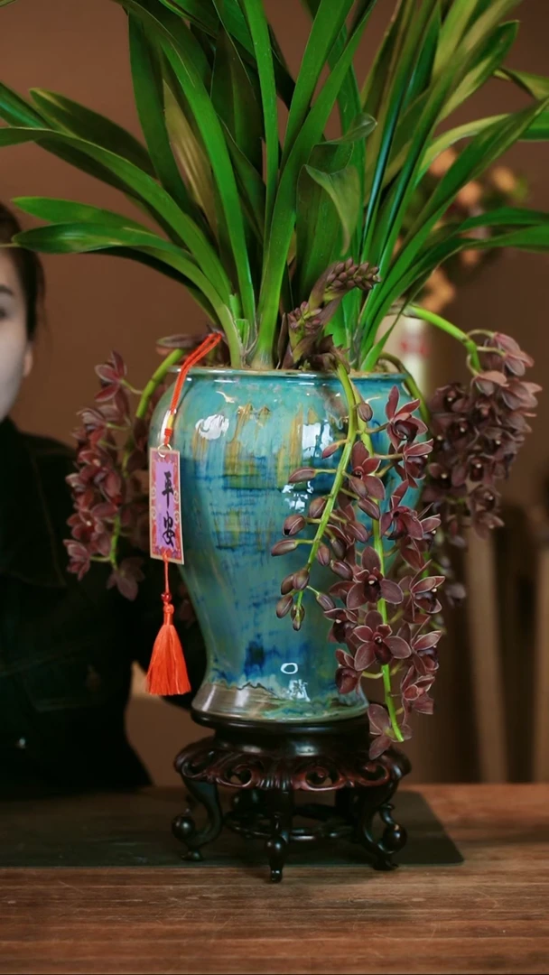 【闪购商品】盆景世界宝石