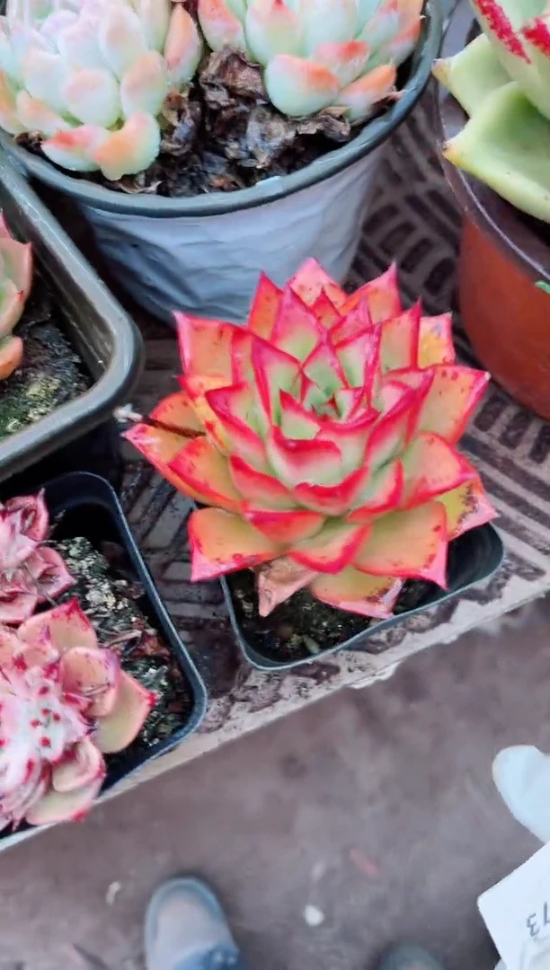 【闪购商品】08173