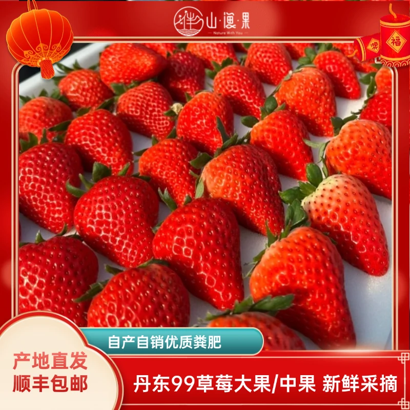 【顺丰空运现摘现发】丹东99草莓牛奶草莓新鲜采摘孕妇水果坏果包赔