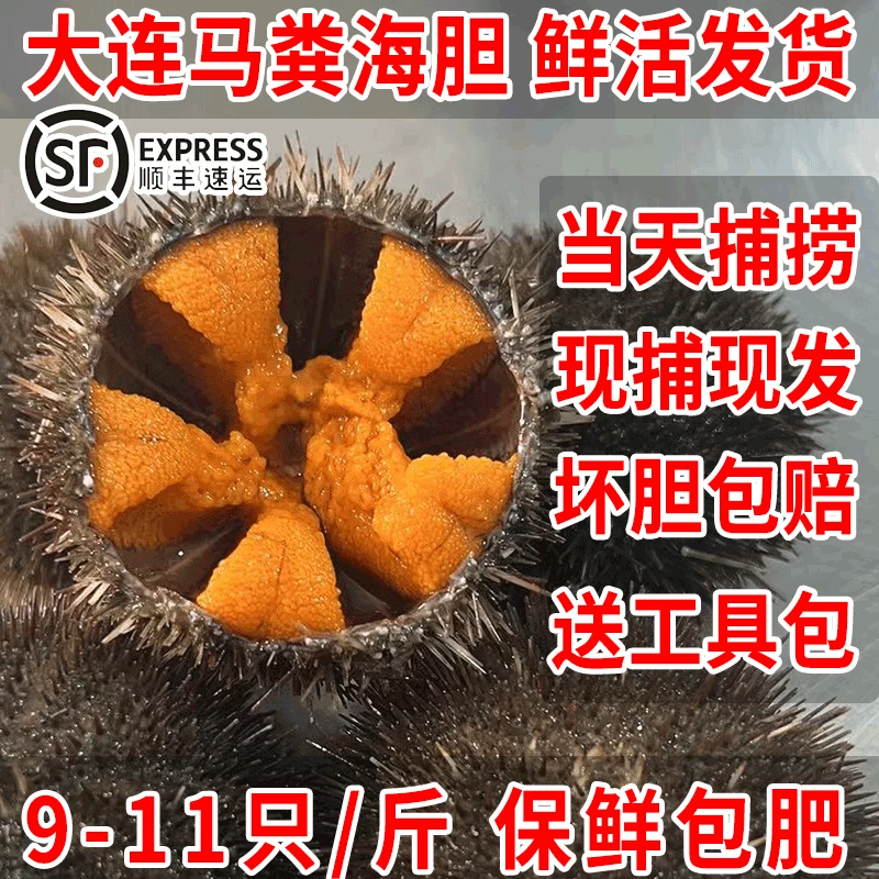 大连本地马粪海胆四季肥一斤9-11只
