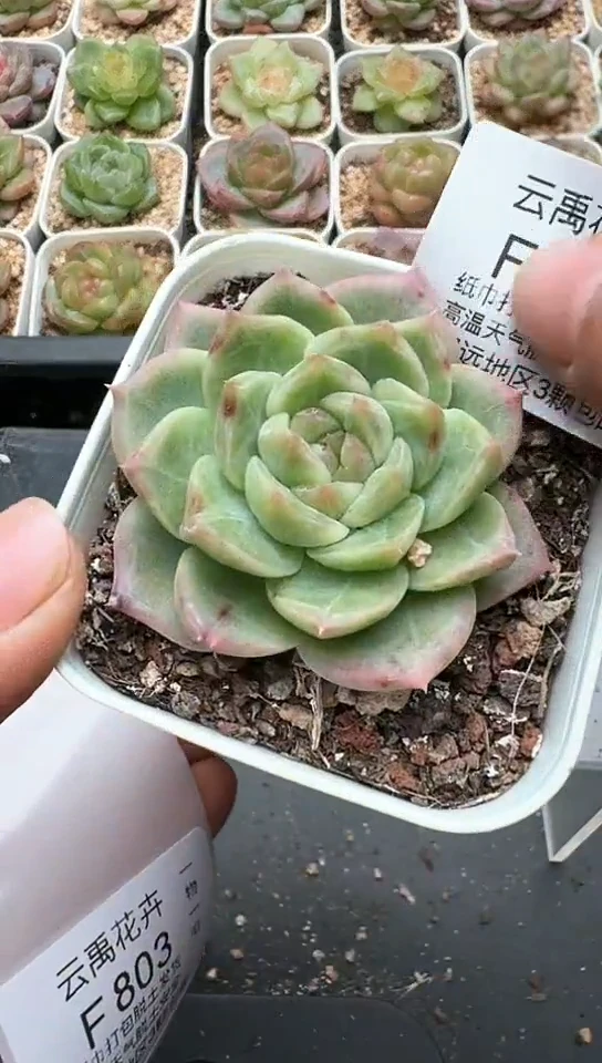 802F云禹多肉植物 默认脱土纸巾打包 3颗包邮