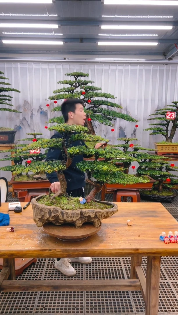 【闪购商品】紫砂精品盆景直播间一物一拍