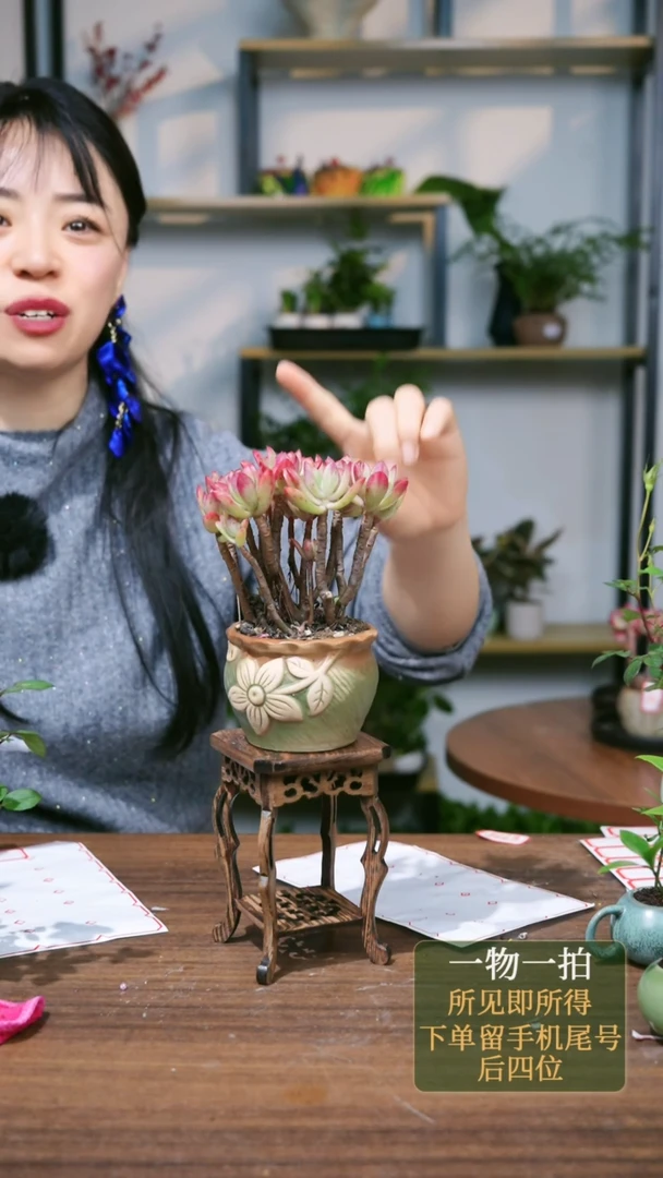 【闪购商品】116--1282多肉花