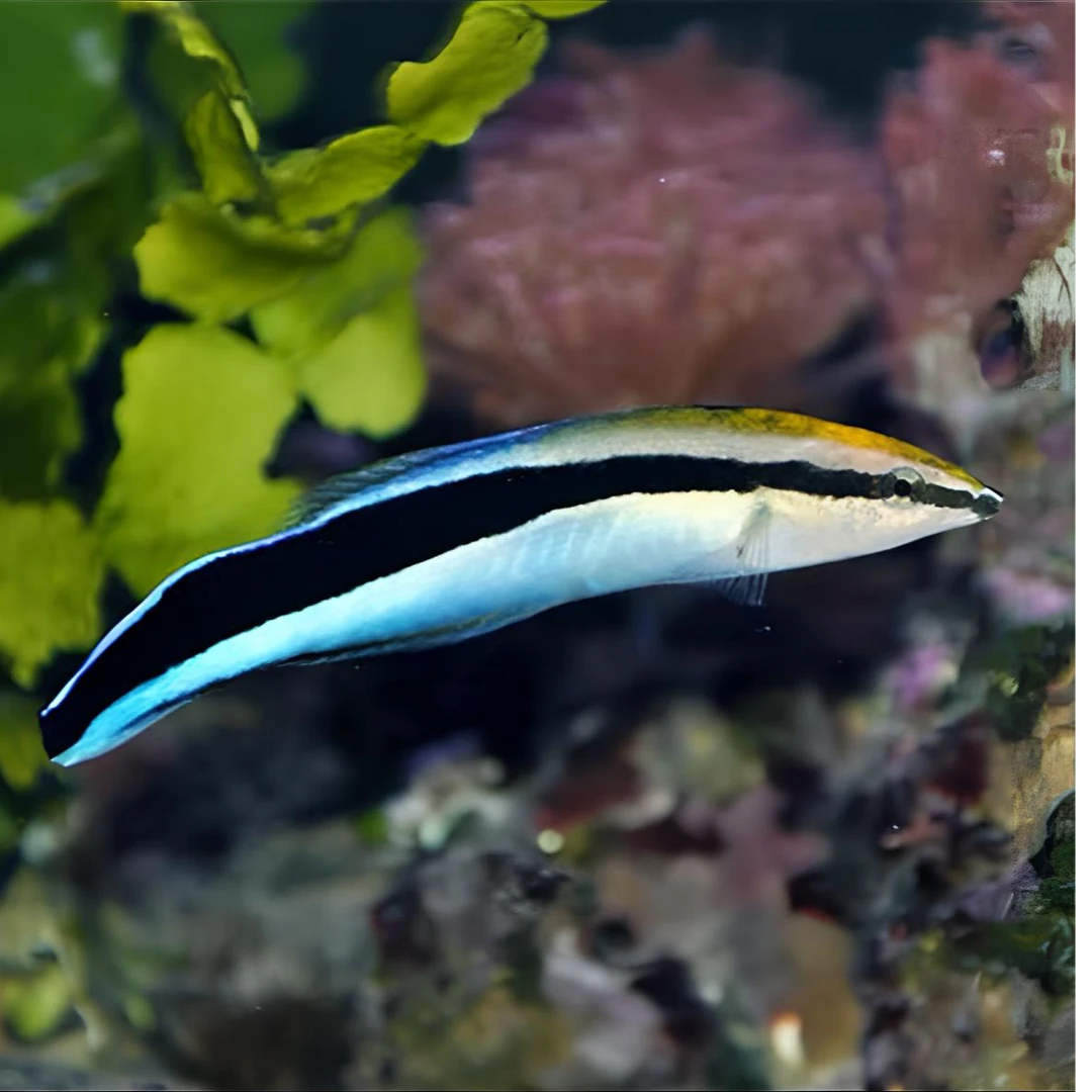 飘飘海水鱼热带观赏鱼 售后需拍开箱视频（免包装费）