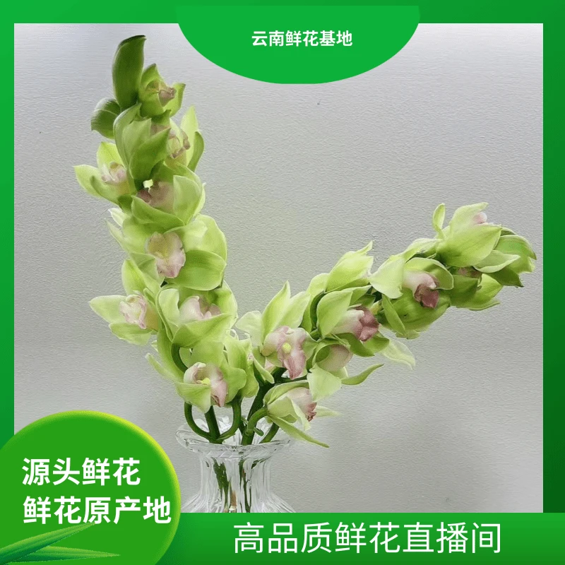 颜花【碧波仙子大花蕙兰】 云南鲜花基地直发