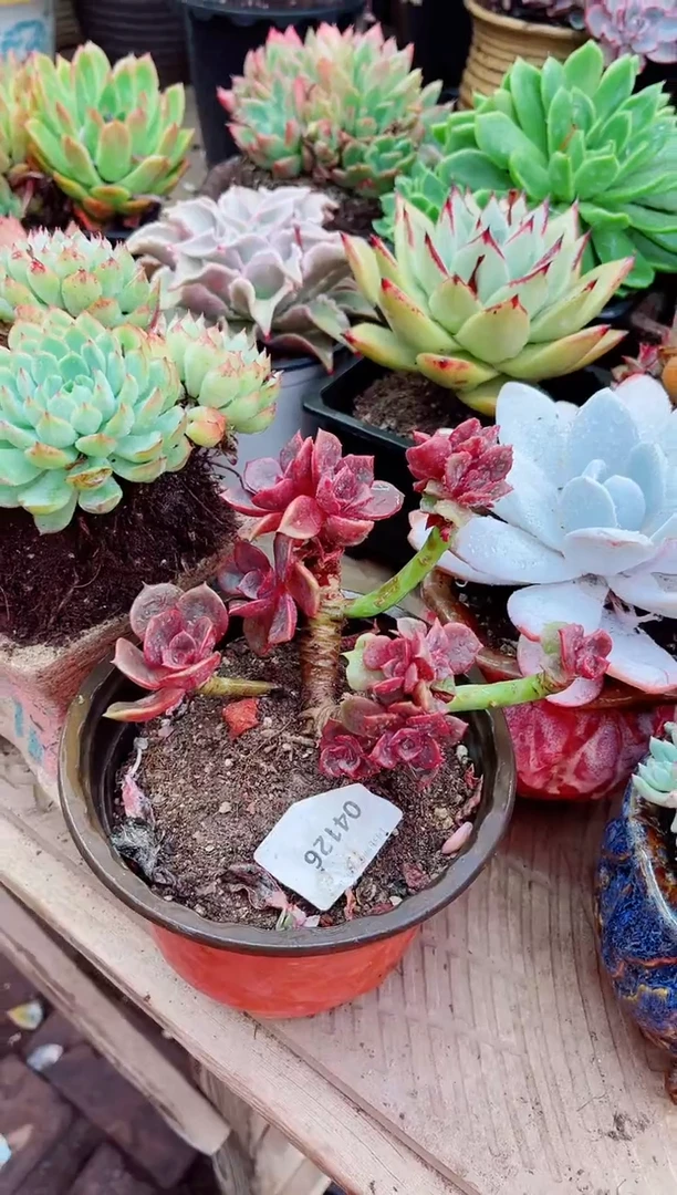 04126多肉植物一物一拍