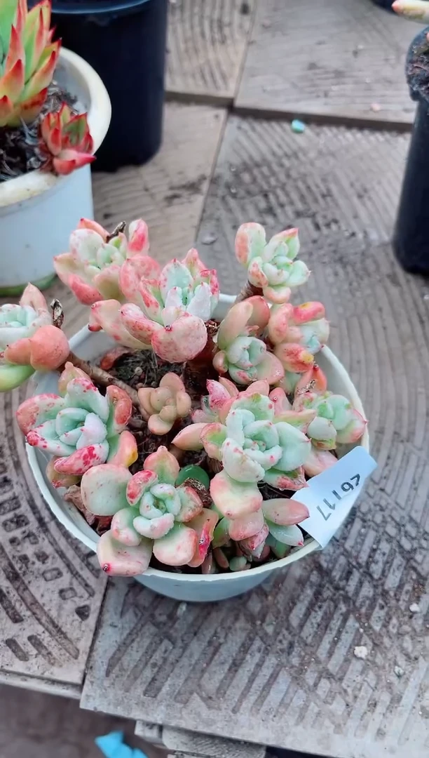 香****）26117多肉植物一物一拍