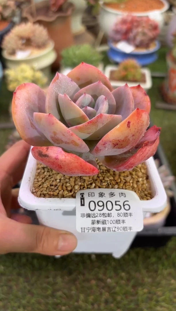 【闪购商品】09056