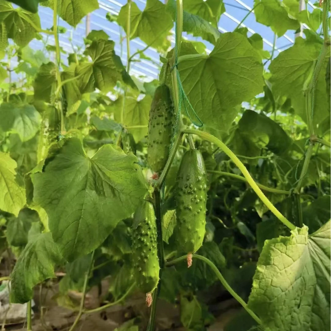 玛莎黄瓜，黄瓜中的贵族，定向种植产地山东潍坊新鲜