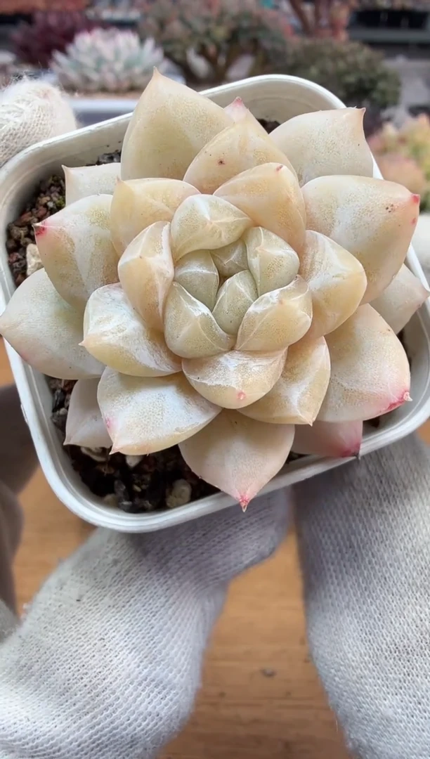 东云多肉园二店-176