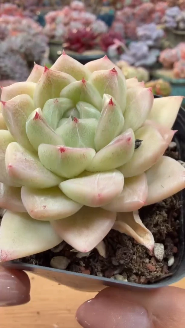 东云多肉园二店-41