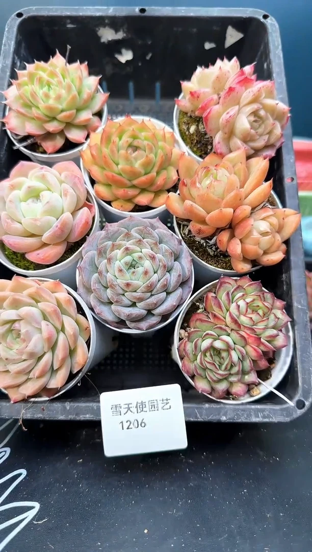 12 06    多肉8 颗