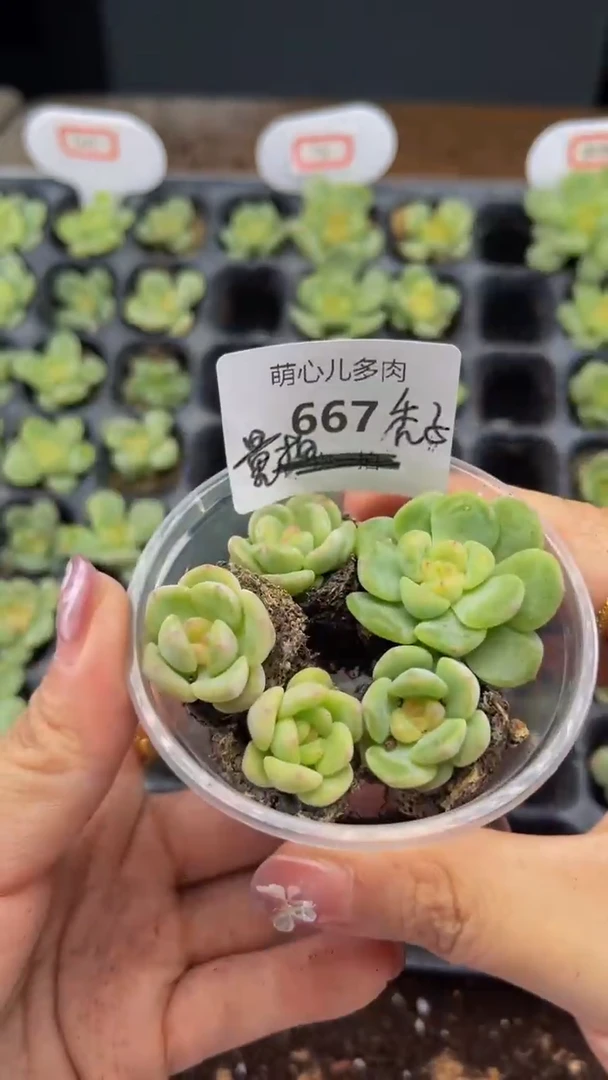 667多肉植物多肉植物秃子