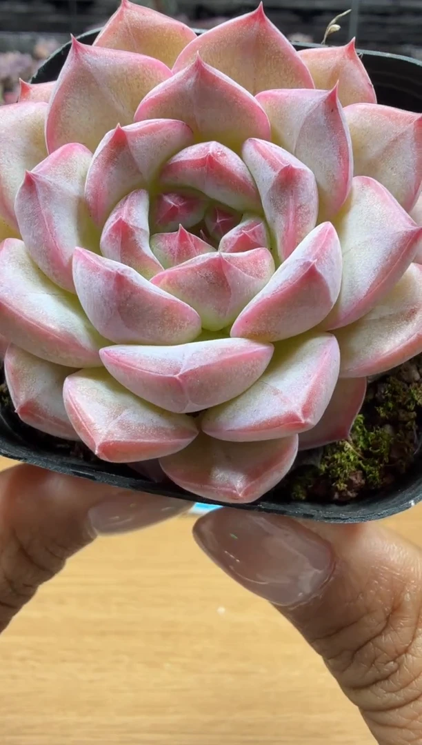 东云多肉园二店-11